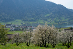 flechten-129