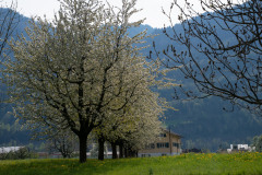 flechten-131
