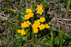 lauerz-gaetterli-gersau-120