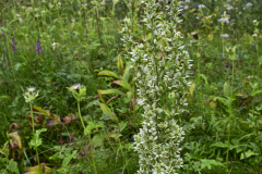 Wanderung Biberbrugg Rothenthurm