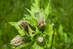 Wanderung Biberbrugg Rothenthurm