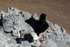 Urirotstock0910-114-von-24